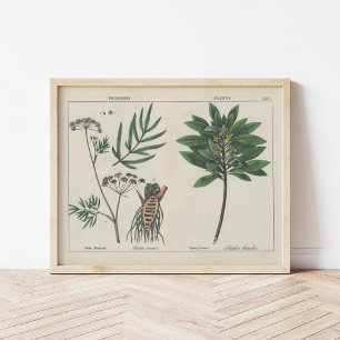 Poster Plantas venenosas   Charlotte Mary Yonge