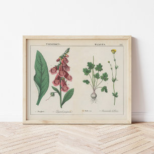 Poster Plantas venenosas   Charlotte Mary Yonge