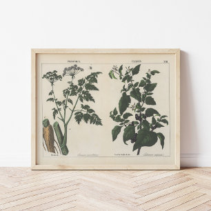 Poster Plantas venenosas   Charlotte Mary Yonge