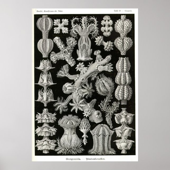 Póster Plata 39 Gorgonia (Frente)