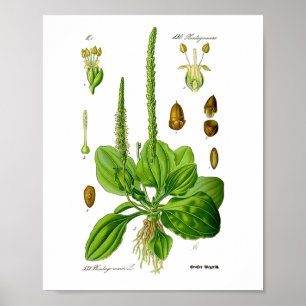 Poster Plátano Plantas Verdes Comestíveis Medicina Popula