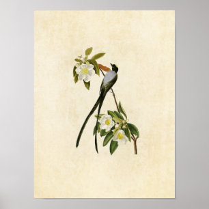 Póster Plate 168   Fork-Tailed Flycatcher