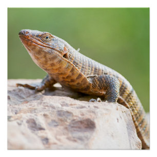 Póster Plated Lizard