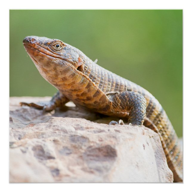 Póster Plated Lizard (Frente)