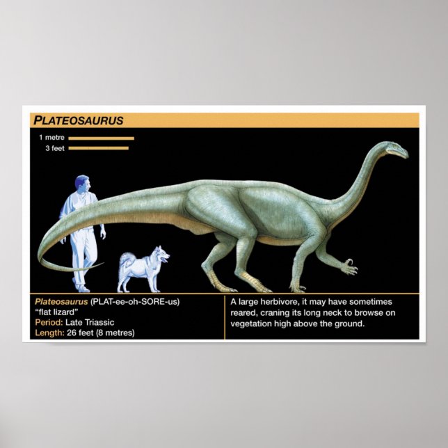 Poster Plateosaurus - Biologia Jurássica (Frente)