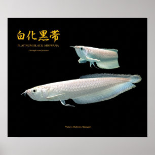Poster Platinum Black Arowana の ポ ス タ ー