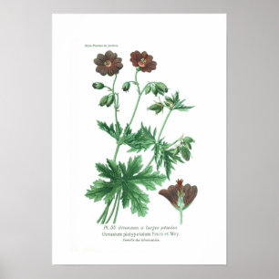 Póster Platypetalum do gerânio