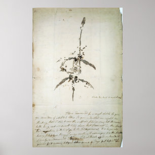 Poster Plesiossauro dolichodeirus