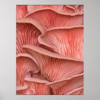 Poster pleurotes roses