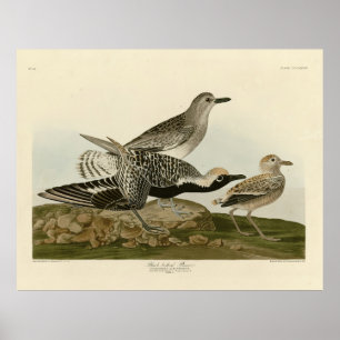 Poster Plover de barriga negra - Pássaros da América de A