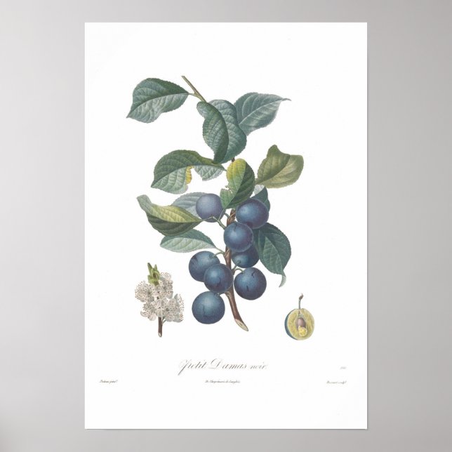 Póster Plum,Petit Damas noir (Frente)