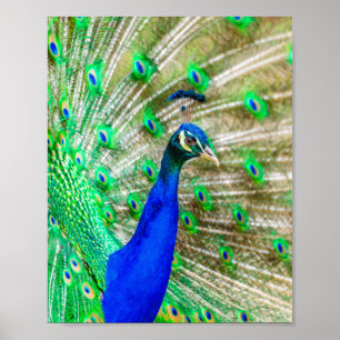 Poster Plumagem de Peacock