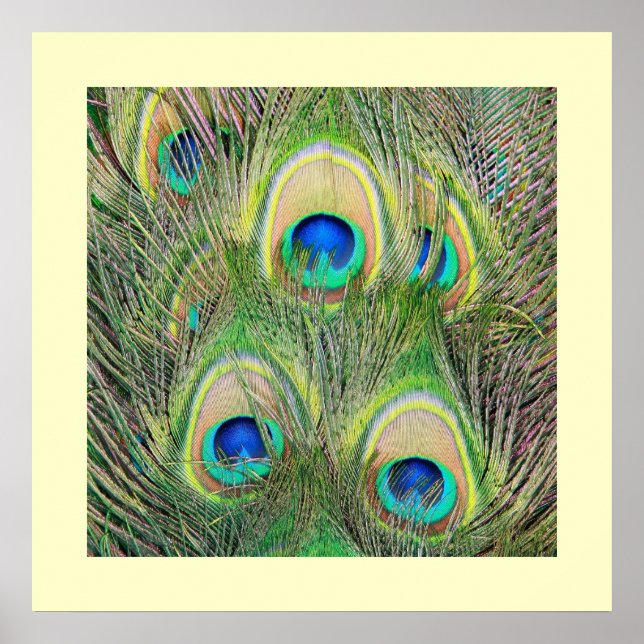 Poster Plumas N' Penas (Frente)