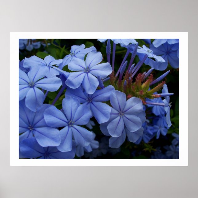 Poster Plumbago (Frente)