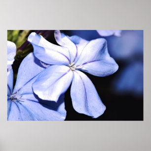 Póster Plumbago azul em canvas