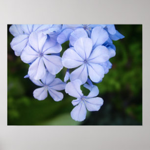 Poster Plumbago de Cabo