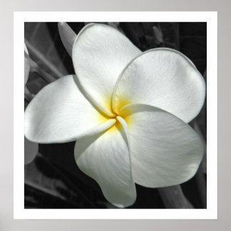 Poster Plumeria