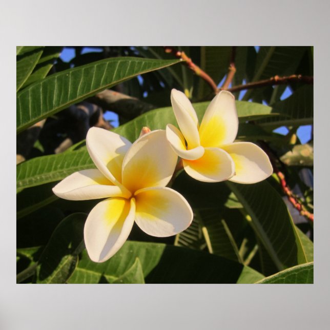 Poster Plumeria (Frente)