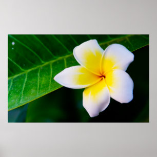 Póster plumeria