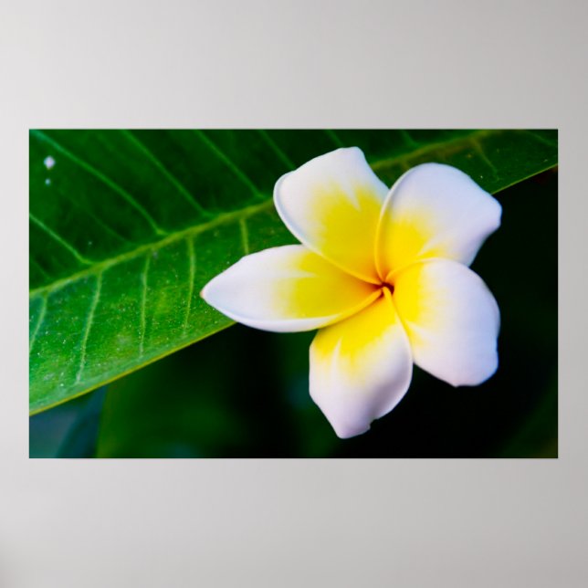 Póster plumeria (Frente)