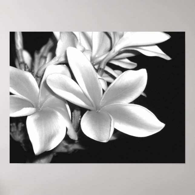 Poster Plumeria (Frente)