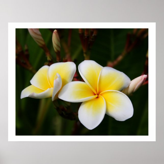 Póster Plumeria (Frente)