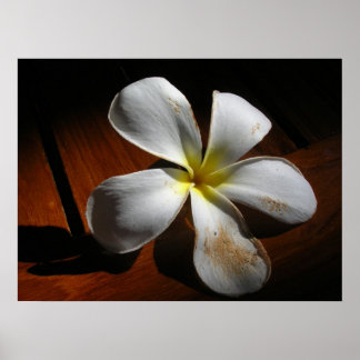 Póster Plumeria