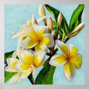 Póster plumeria amarela