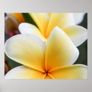 Póster Plumeria Amarela Flor Frangipani Design