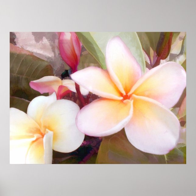 Póster Plumeria Branca (Frente)