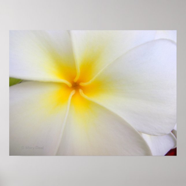 Póster Plumeria Branca (Frente)