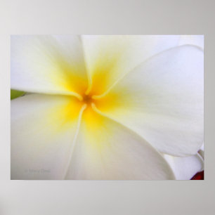 Póster Plumeria branco