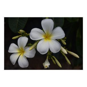 Póster Plumeria branco e amarelo