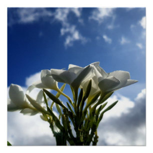 Póster Plumeria Brilhante Contra Céu Radiante