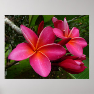 Póster Plumeria cor-de-rosa