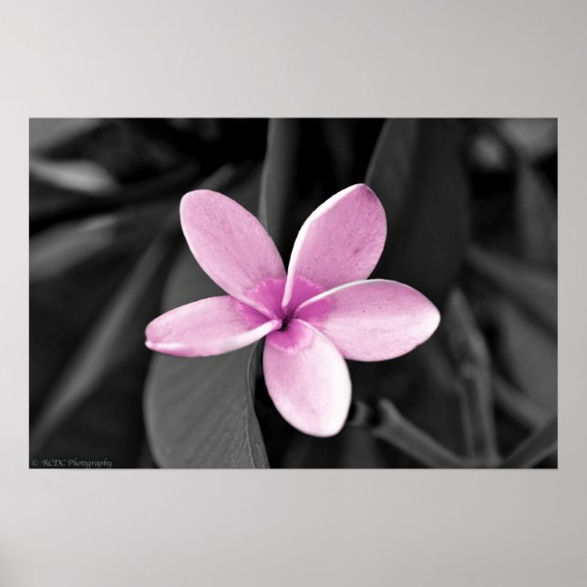 Poster Plumeria em Bloom (Frente)