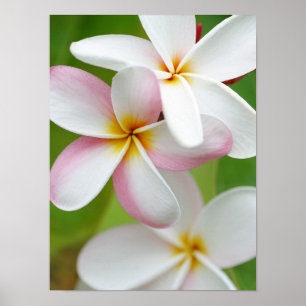 Póster Plumeria Frangipani Hawaii Flower Customized Blank