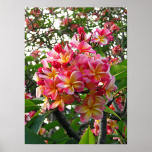 Poster Plumeria havaiana