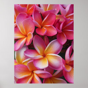 Poster Plumeria havaiano