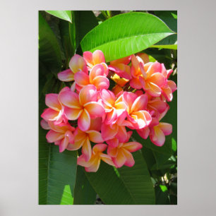 Póster Plumeria havaiano