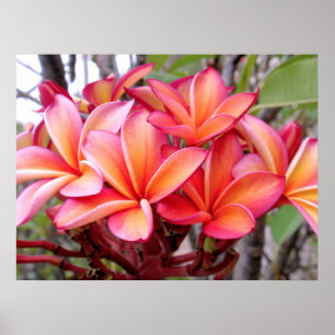 Póster Plumeria havaiano