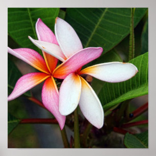 Póster Plumeria havaiano