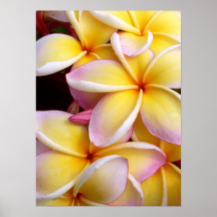 Póster Plumeria havaiano