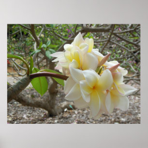 Póster Plumeria havaiano