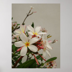 Poster Plumeria havaiano
