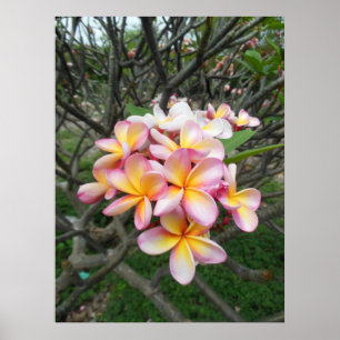 Póster Plumeria havaiano