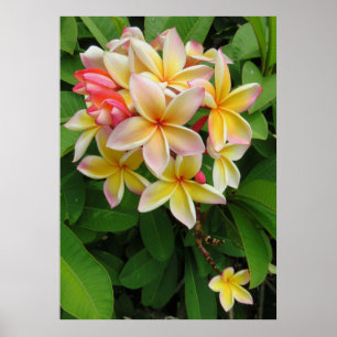 Poster Plumeria havaiano