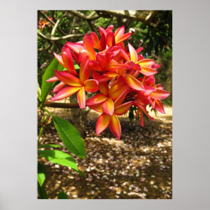 Póster Plumeria havaiano