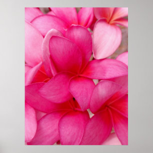 Póster Plumeria havaiano