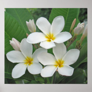 Póster Plumeria - luar